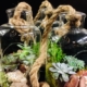 Grand terrariums