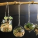 Terrariums supsendus