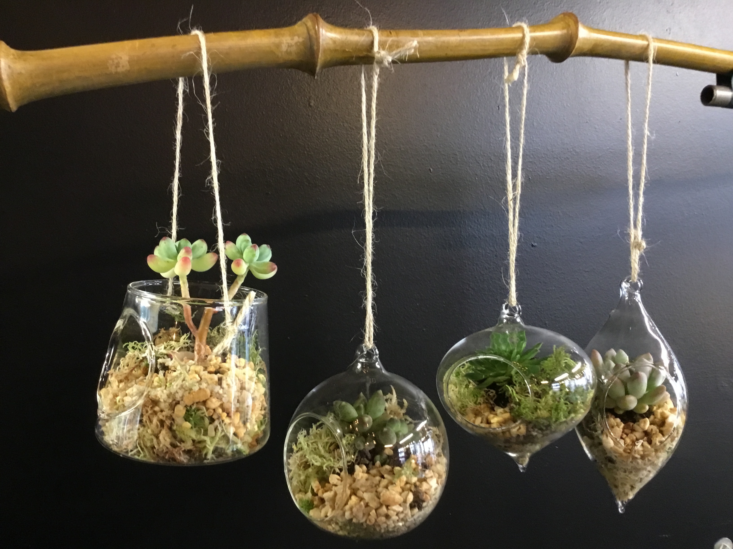 Terrariums supsendus