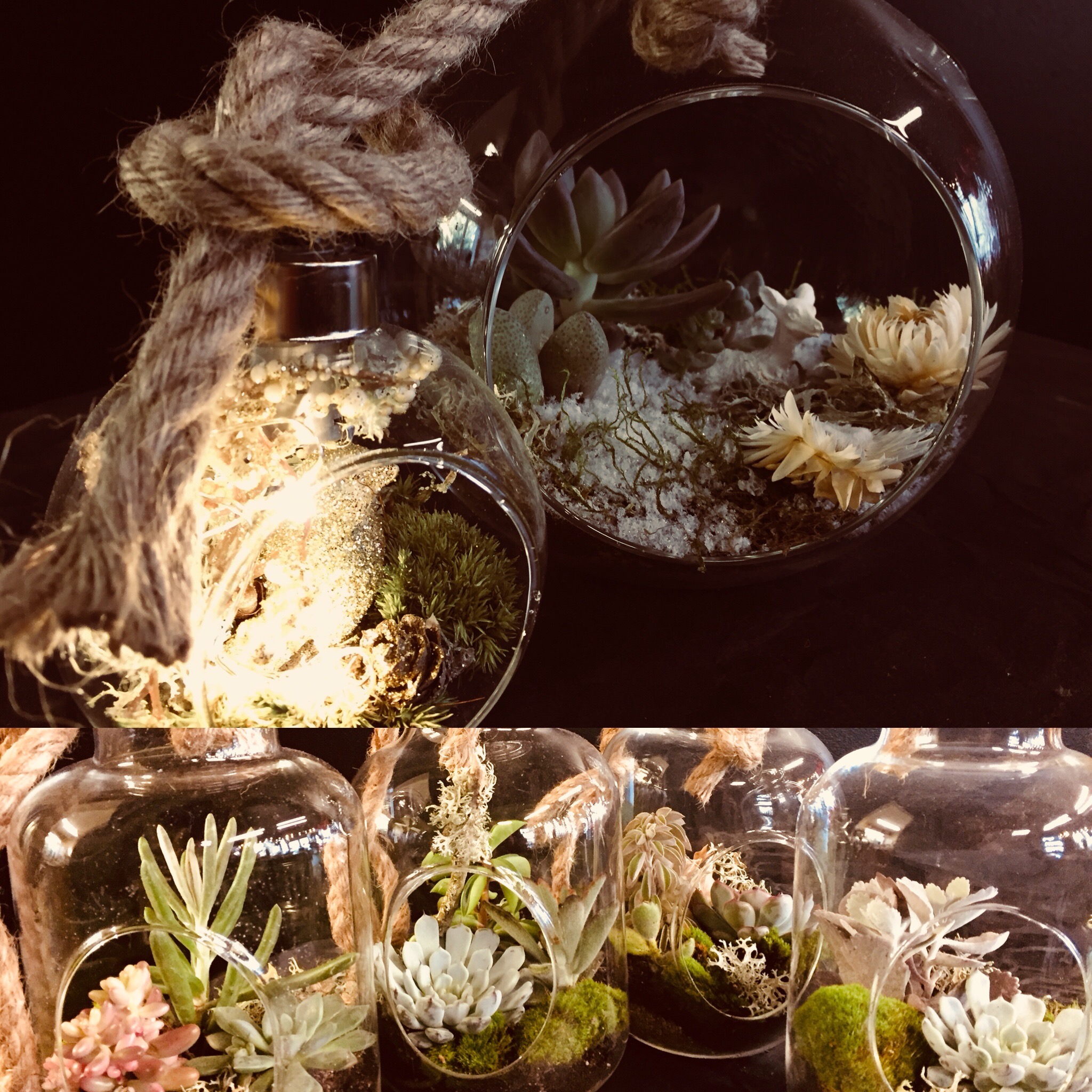 Montage de couples de terrariums