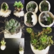 Montage de plusieurs terrariums