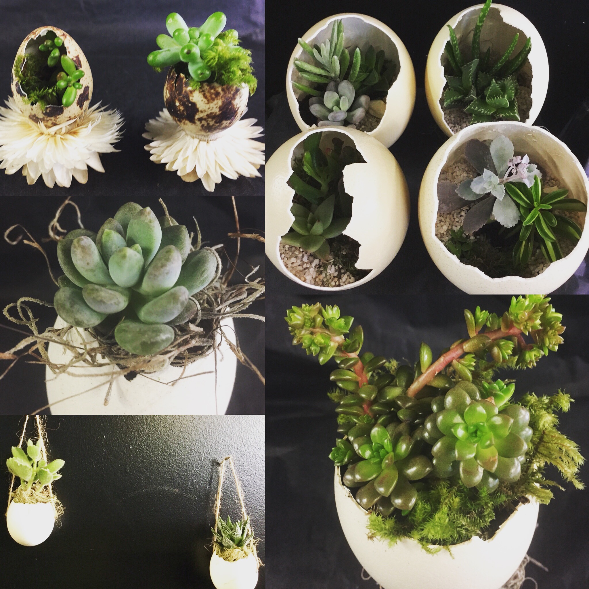 Montage de plusieurs terrariums