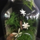 Terrarium dans un bocal