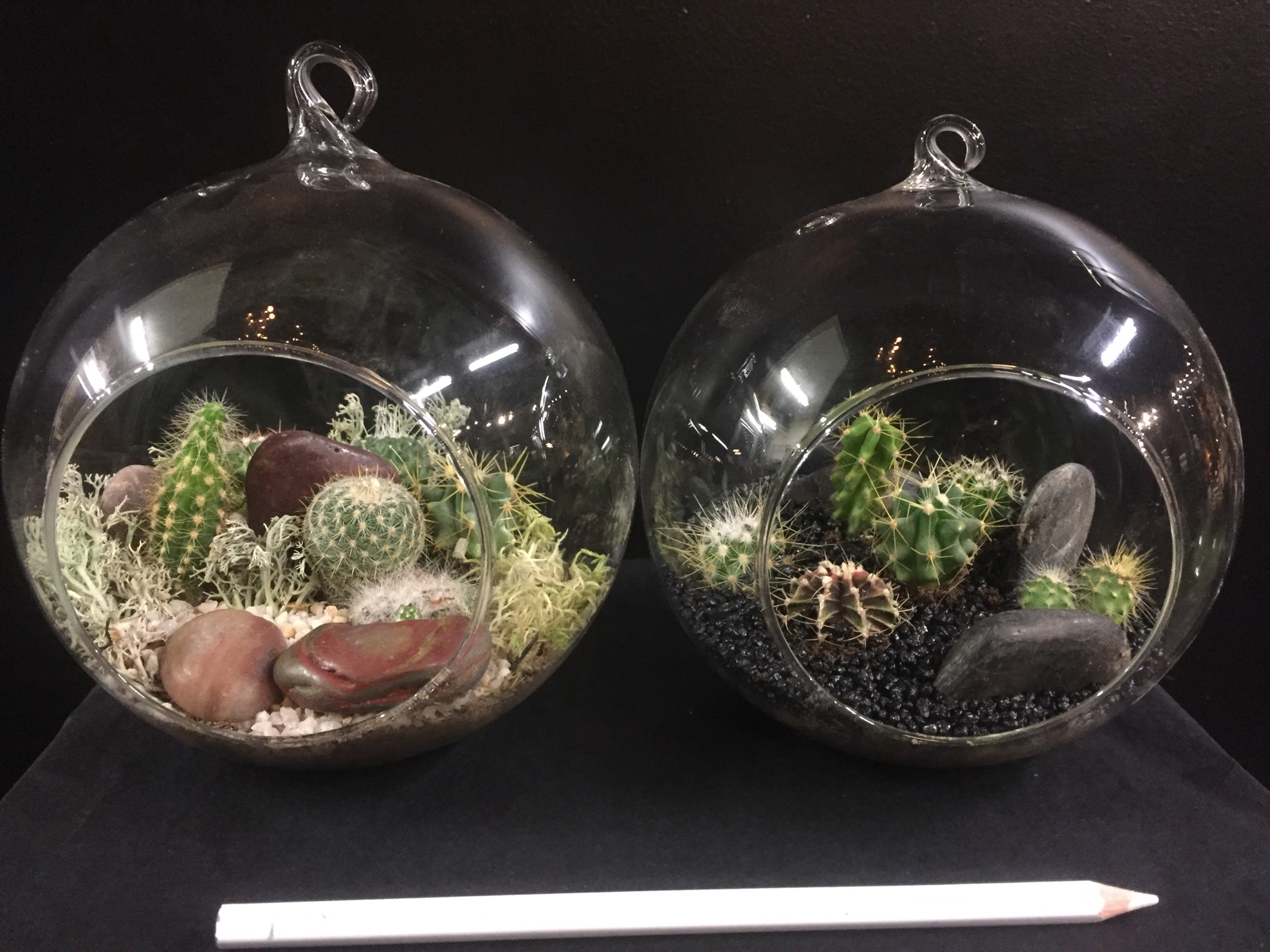 Terrariums à cactus