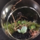 Terrarium à l'oiseau