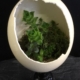 Terrarium dans un œuf