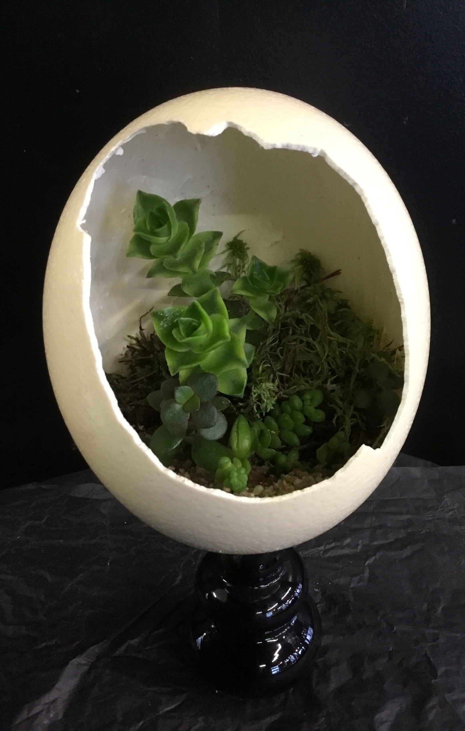 Terrarium dans un œuf